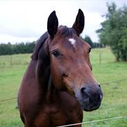 Dansk Varmblod Shannon Donmon