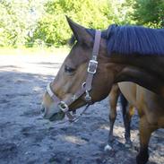 Dansk Varmblod Shannon Donmon