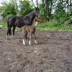 Dansk Varmblod Gevinst*solgt*