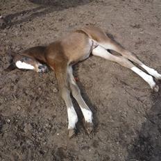 Dansk Varmblod Gevinst*solgt*