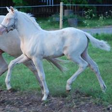 Palomino Blue Blizzard 