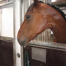 Traver Rapid (solgt)