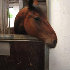 Traver Rapid (solgt)