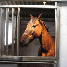 Traver Rapid (solgt)