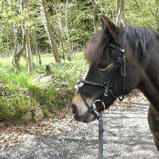 Anden særlig race Flico du pont *x-part*