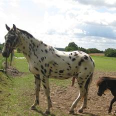 Knabstrupper Harlekin