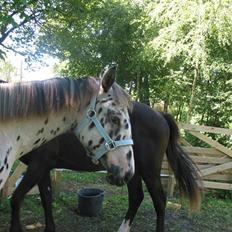 Knabstrupper Harlekin