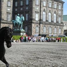 Dansk Varmblod Primavera IV f.