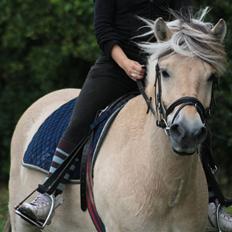 Fjordhest Bonto<3 R.I.P.