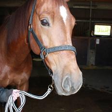 Pinto Alto India (SOLGT!) :'(