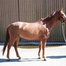 Pinto Alto India (SOLGT!) :'(