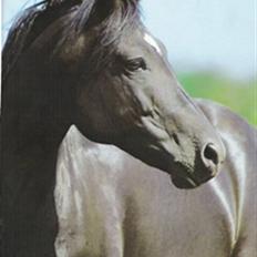 New Forest Pedro NFH 104