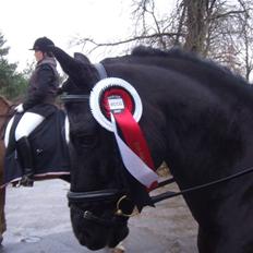 New Forest Pedro NFH 104