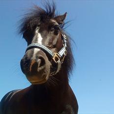 Anden særlig race FREJA