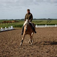 Haflinger WildWerkiba - SOLGT