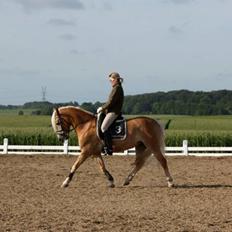 Haflinger WildWerkiba - SOLGT