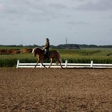 Haflinger WildWerkiba - SOLGT