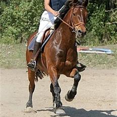 Welsh Cob (sec D) Gribvads Leading Silver