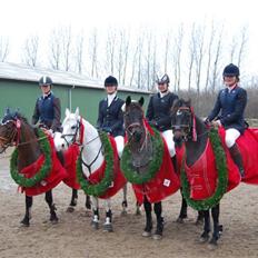 Welsh Cob (sec D) Gribvads Leading Silver