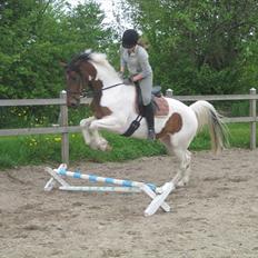 Pinto Lundhøjgårds Intermezzo