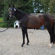 Dansk Varmblod Quiet Please ERSDH 439