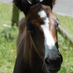 Dansk Varmblod Cobra Lobelie ** R.I.P**