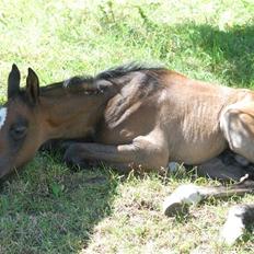 Dansk Varmblod Cobra Lobelie ** R.I.P**