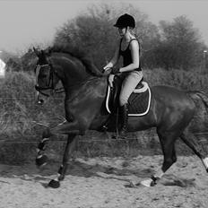 Hollandsk Varmblod Celtic Bü "solgt"