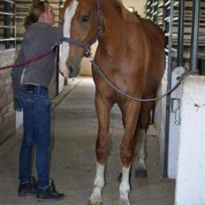 Hollandsk Varmblod Celtic Bü "solgt"