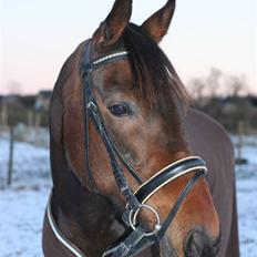 Anden særlig race Khanyze