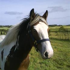 Irish Cob Hønneruplund's Rico