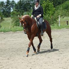 Anden særlig race Maybe xx Hibolis 