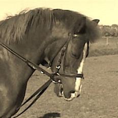 Anden særlig race Flicka