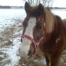 Anden særlig race Flicka