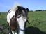 Irish Cob Hønneruplund's Rico - Foto af: C.Rasmussen.