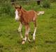 Welsh Pony af Cob-type (sec C) Nørgaards Camiro -solgt-