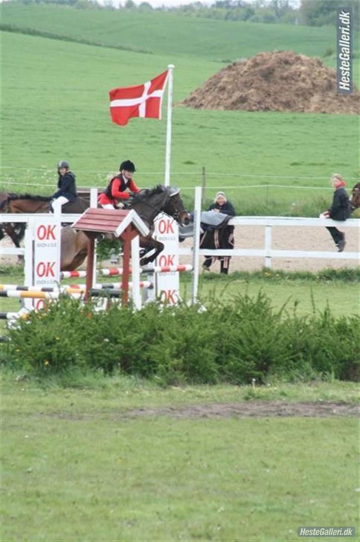 Anden særlig race Mr. Abel - Er igang med at ride i distriksmesterskabs klassen. billede 5