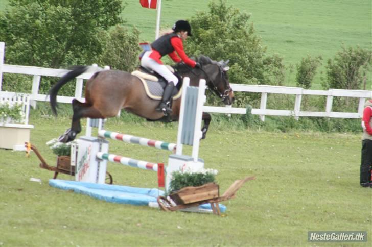 Anden særlig race Mr. Abel - Er igang med at ride distriksmesterskabs klassen. billede 6