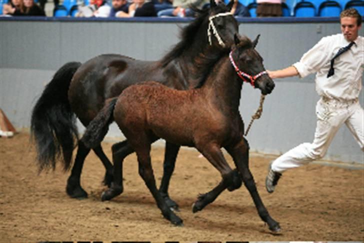 Frieser Vrouwke van Nykro - Vrouke kåring som føl 2006 og vandt :) billede 3