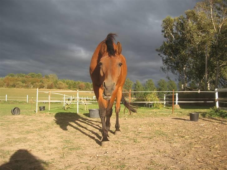 Dansk Varmblod Marquis  - Vil du ha´ et kyyyyys ? :D billede 10