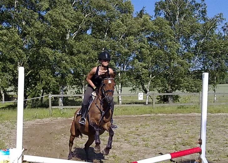 Welsh Pony (sec B) Hynder Hoeves Amon død :'( billede 11
