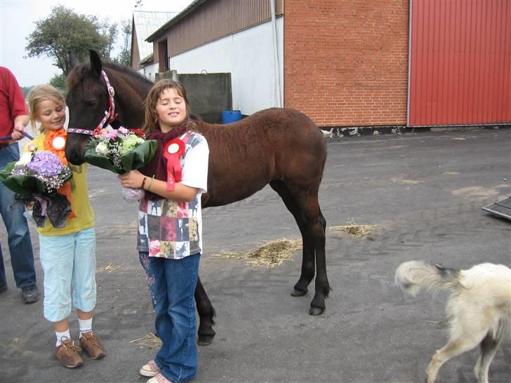 Frieser Vrouwke van Nykro - Blev bedste hoppeføl i 2006 ! :D som føl lige kommet ud af traileren billede 5