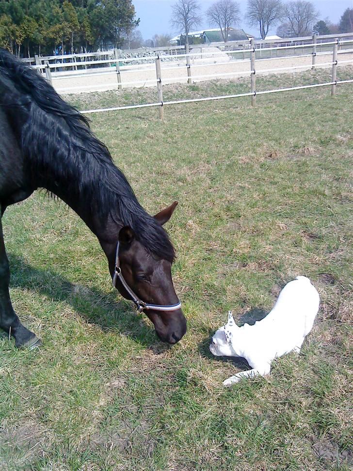 Dansk Varmblod Skovlunds Zarfir - April  år 2009 Zarfir syns vældig godt om vores hund:-) billede 19