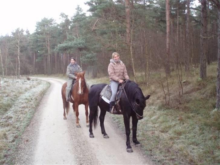 Oldenborg chip nygård - min søster har lige lånt chip på tur mens jeg jeg rider på den noget mere livlige skipper billede 3