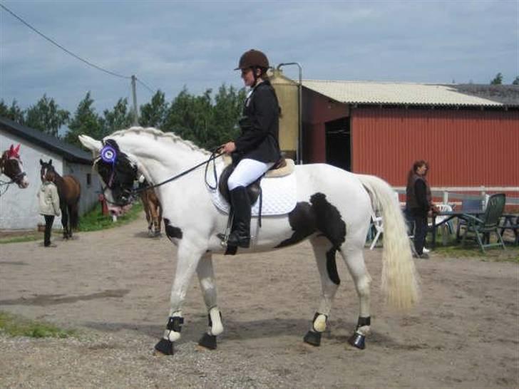 Pinto Marotts Chillie - vores første stævne i en anden klub =) Den 14/6 billede 17