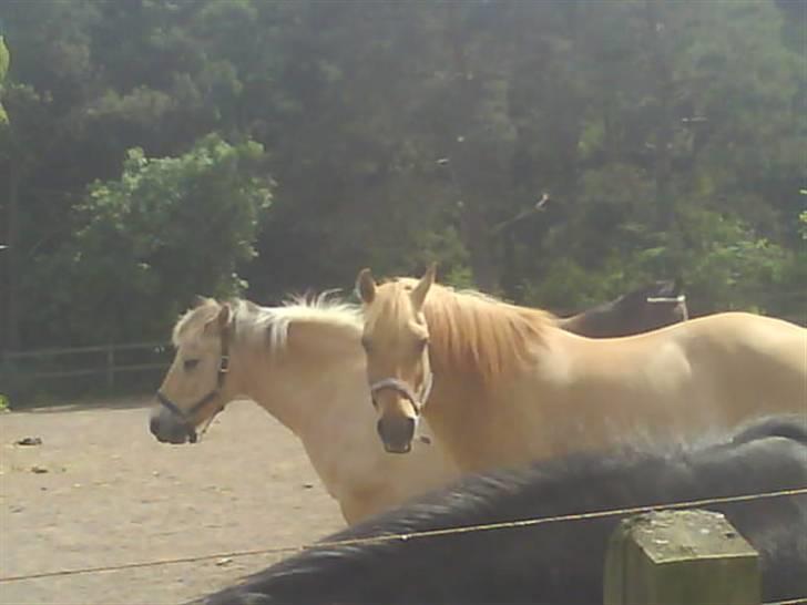Anden særlig race Fjorhest islænder  Emil - emil på jordfold (: <3 billede 9