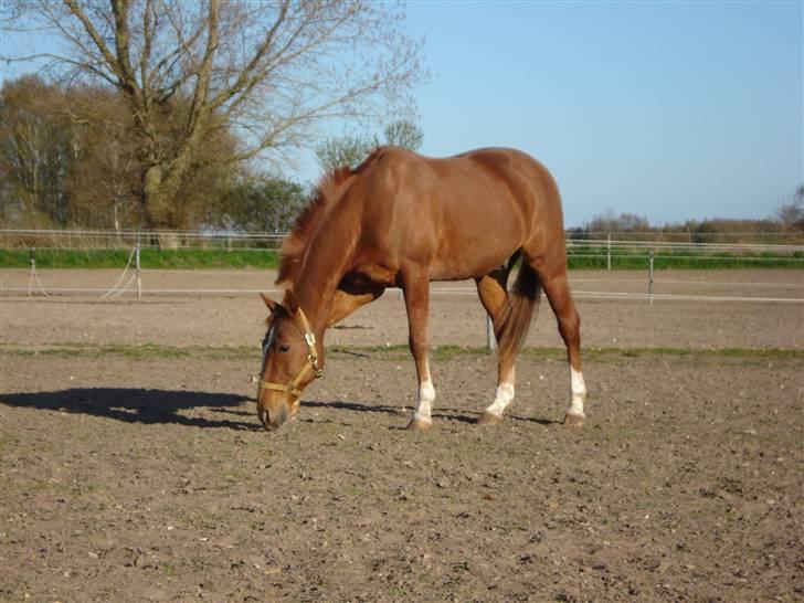 Traver svendege (juvel) (Himmelhest) billede 6