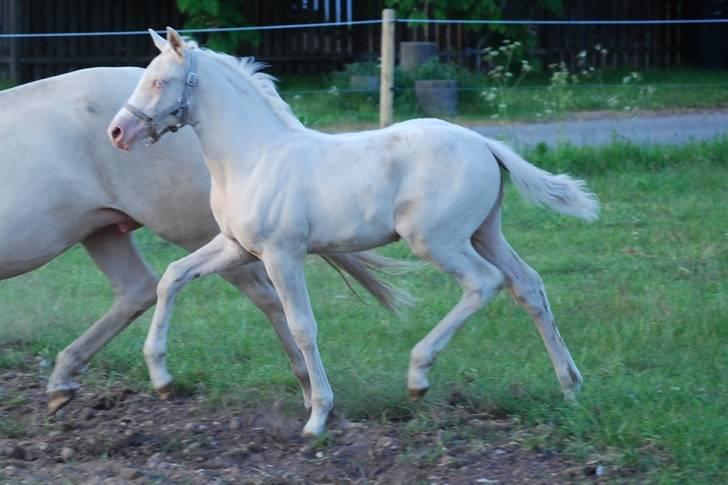 Palomino Blue Blizzard  - 1½ mdr gammel billede 3