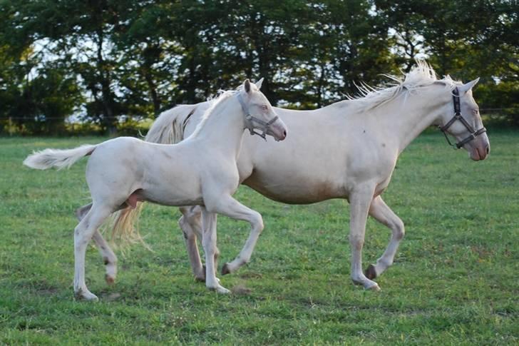 Palomino Blue Blizzard  - 1½ mdr gammel billede 14