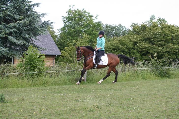 DSP Brunett ( L ) RIP! billede 16